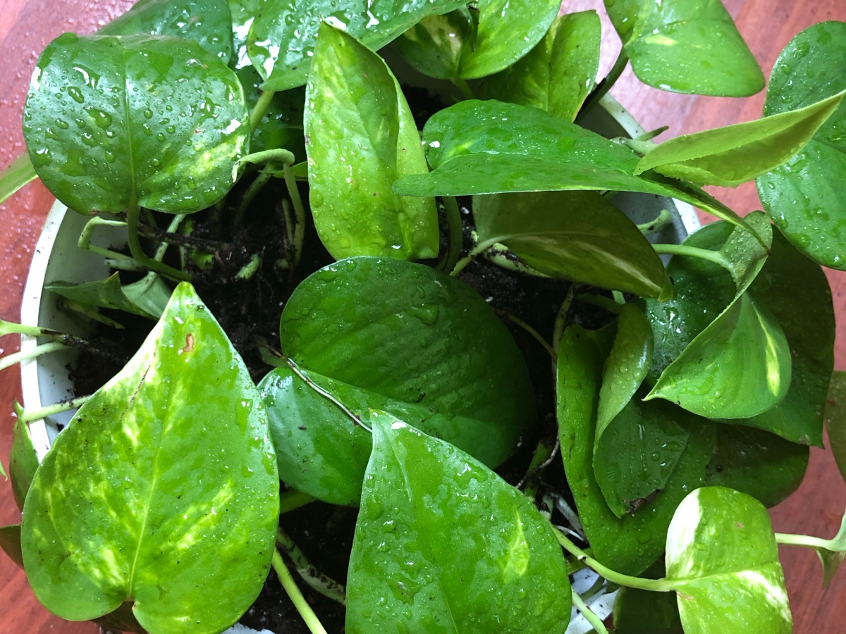 How to: Propagate Golden Pothos!